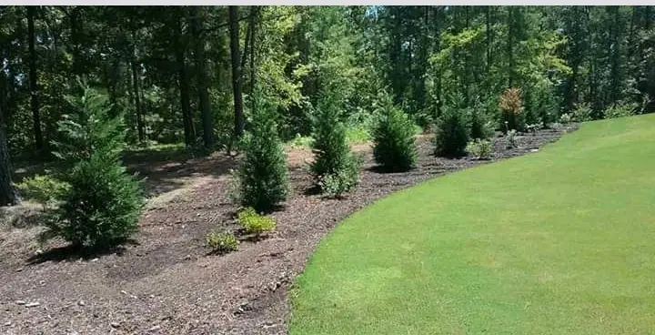 A completed evergreen screen planting with a mulched bed and a cut edge against mown lawn, by F.G Landscaping and Irrigation